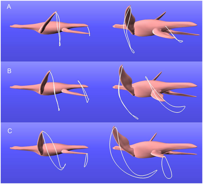 研究表面蛇颈龙像企鹅一样游泳