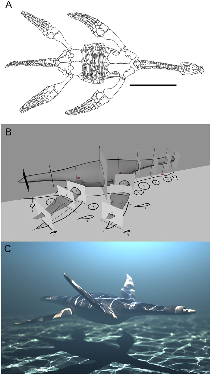 研究表面蛇颈龙像企鹅一样游泳