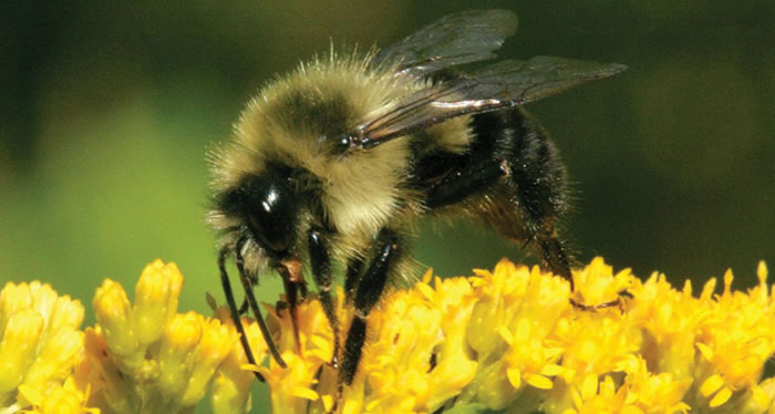 �������Ұ����ķḻ�̶Ⱥ�˥��