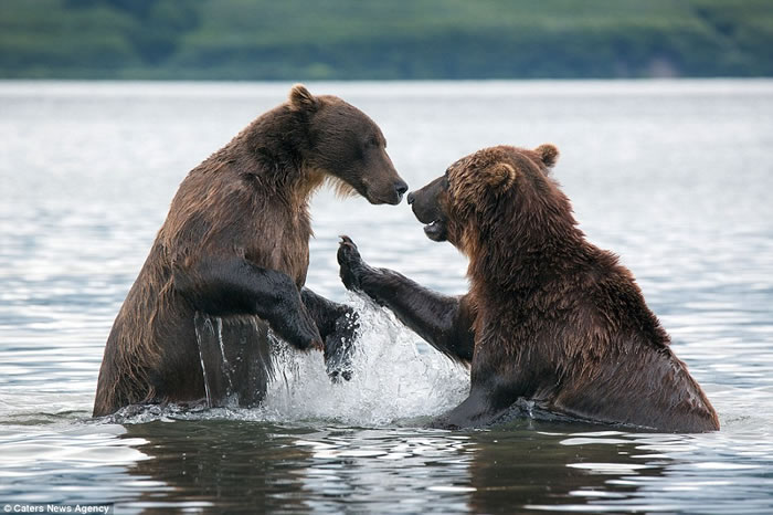 俄罗斯两只堪察加半岛棕熊在库页湖中展开决斗