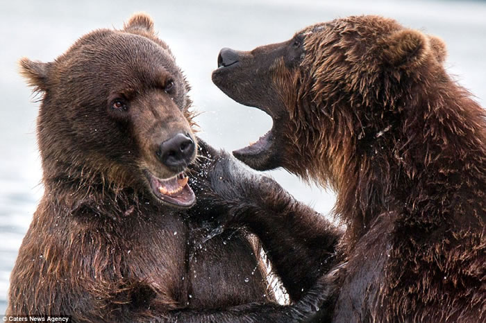 俄罗斯两只堪察加半岛棕熊在库页湖中展开决斗