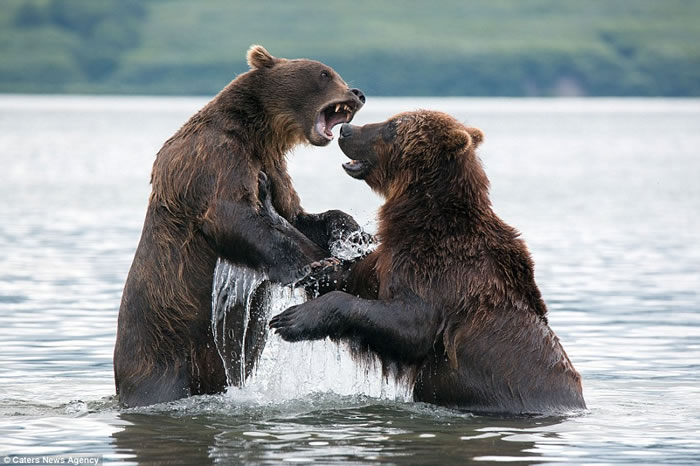 俄罗斯两只堪察加半岛棕熊在库页湖中展开决斗