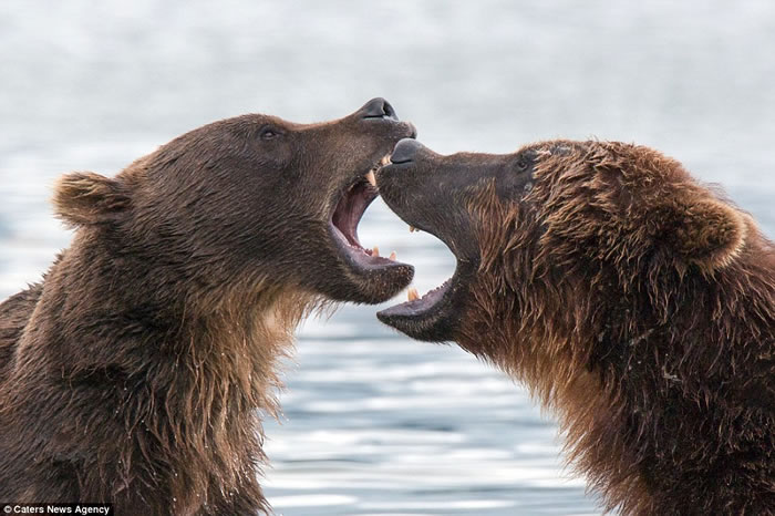俄罗斯两只堪察加半岛棕熊在库页湖中展开决斗