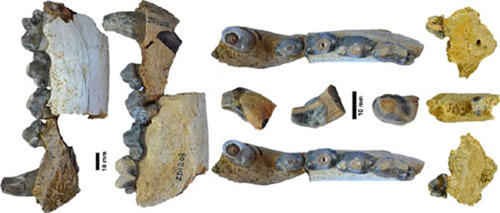 صҮ°๷Pliocrocuta perrieriʯϾܺ飬Ȼкܸߵоֵ