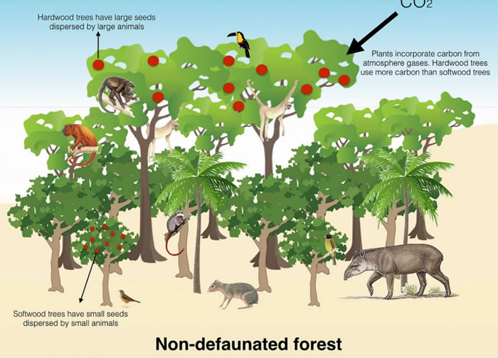 热带雨林中的大型动物灭绝会使气候变化的后果进一步恶化