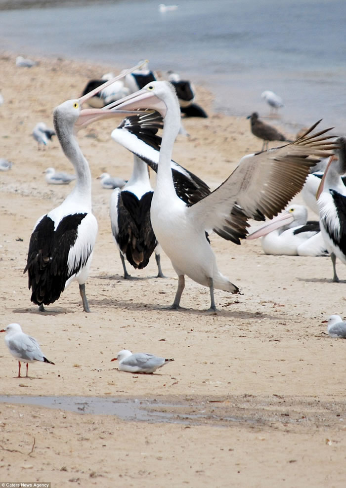 �Ĵ������ϲ������뵺����ֻ�������ݶ�ʳ��ս