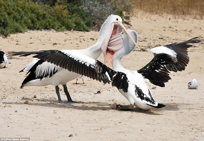 �Ĵ������ϲ������뵺����ֻ�������ݶ�ʳ��ս