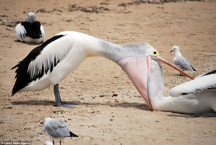 �Ĵ������ϲ������뵺����ֻ�������ݶ�ʳ��ս