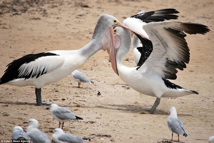 �Ĵ������ϲ������뵺����ֻ�������ݶ�ʳ��ս