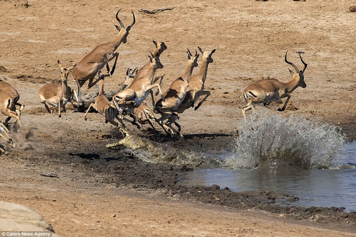 津巴布韦国家公园潜伏水中的鳄鱼伏击黑斑羚失手