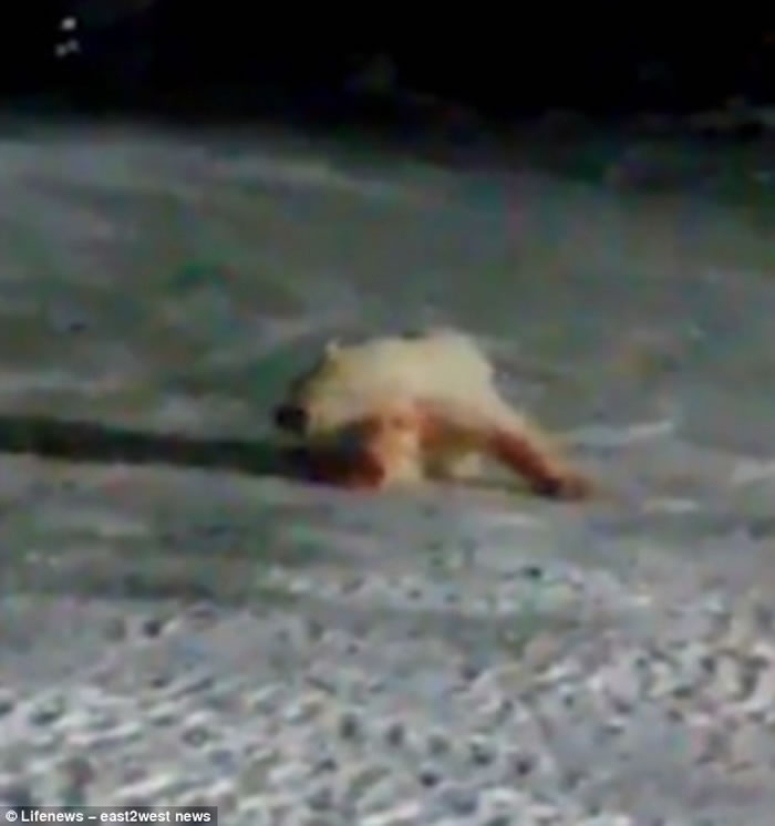 俄罗斯军事基地厨师为好玩拿掺爆炸物的食物给一只北极熊妈妈吃