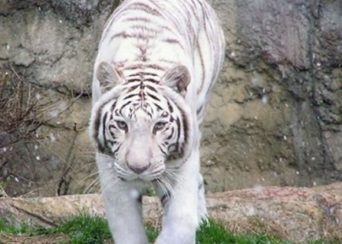 �׻�Ů��ͼ������ҧ����