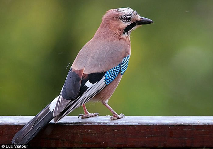 Ӣ����ר���о����ֳ�ȸ����ë������ɫ������