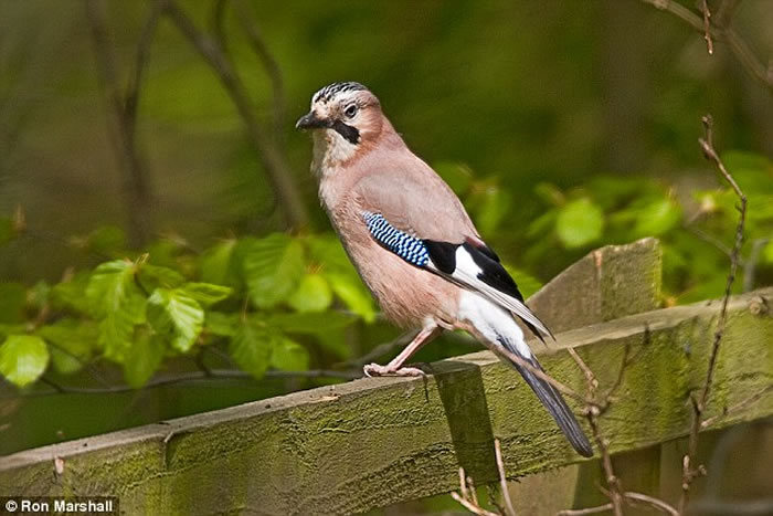 ȸ���ͨ���ı���ë�ṹ�ķ�ʽ��ת����ɫ