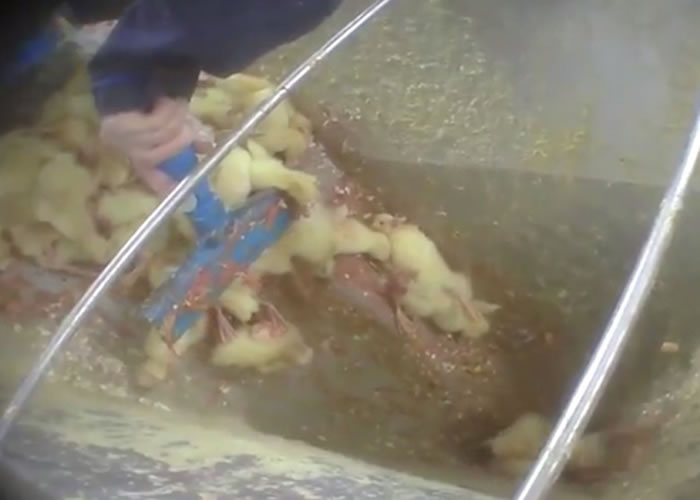 ����Ѽ�ӱ���������