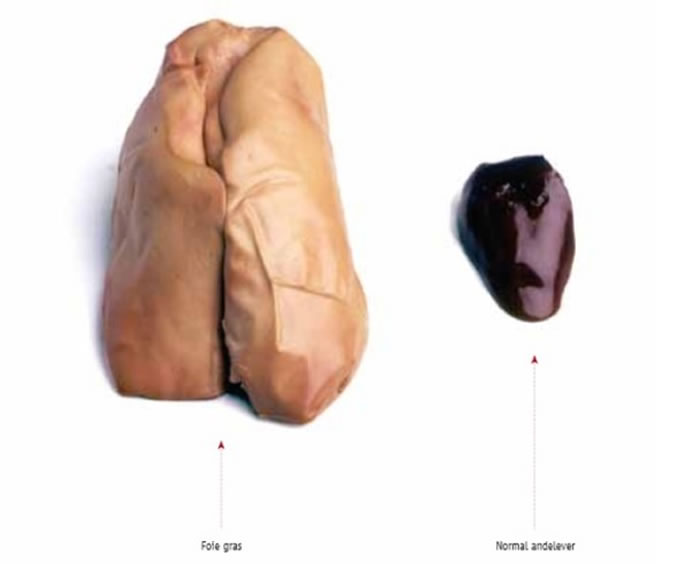 ��ϤѼ�����ʳ�󣬸���ᱻ�Ŵ��10����