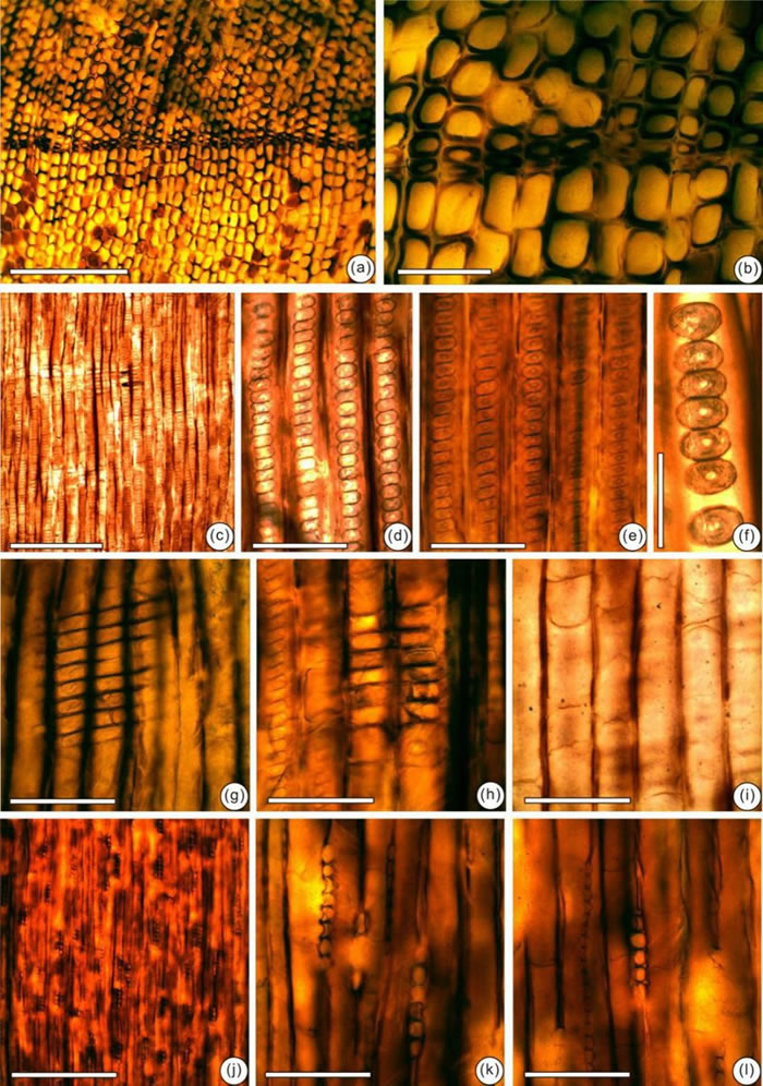辽西建昌地区侏罗纪发现的裴德异木化石及解剖构造特征