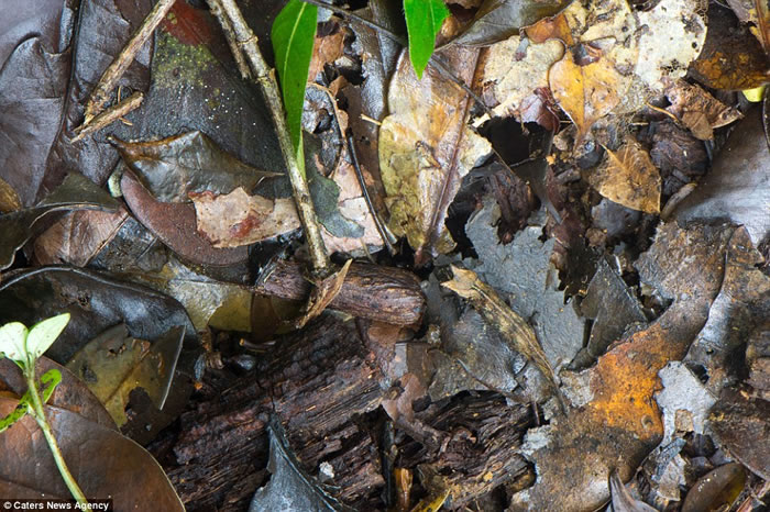 Ӣ������ѧѧ���������˹�ӵ���׽�������������Ȼ�����е���Ƭ