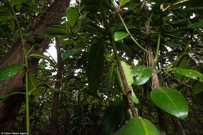 Ӣ������ѧѧ���������˹�ӵ���׽�������������Ȼ�����е���Ƭ