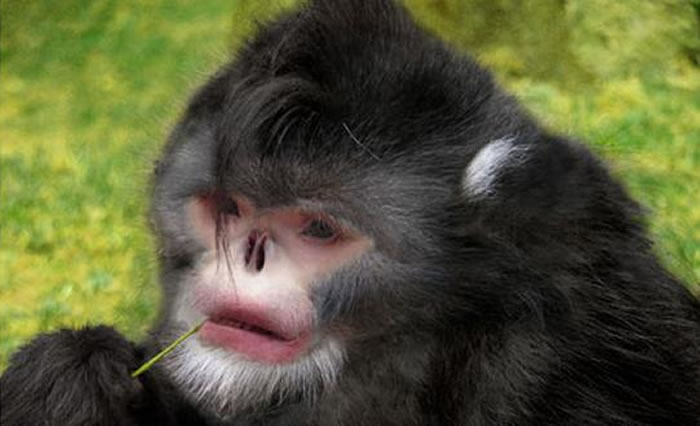 喜马拉雅山区东部:伏地魔猴子