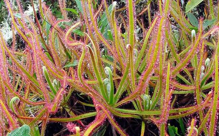 脸谱网上发现的新物种:Drosera magnifica