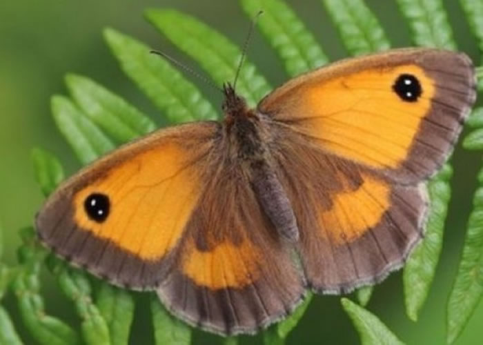 Ӣ����ȥ40�����76%�ĺ���Ʒ�������½�