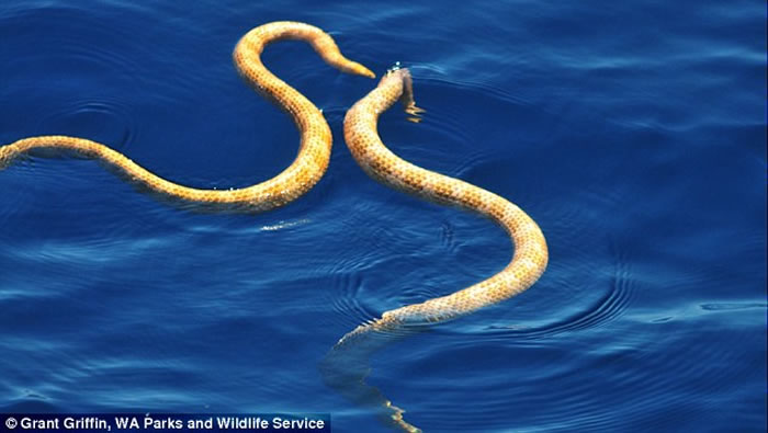 �Ĵ���������³ɺ����������������Ķ̱Ǻ��ߺ�Ҷ�ۺ������ڽ���