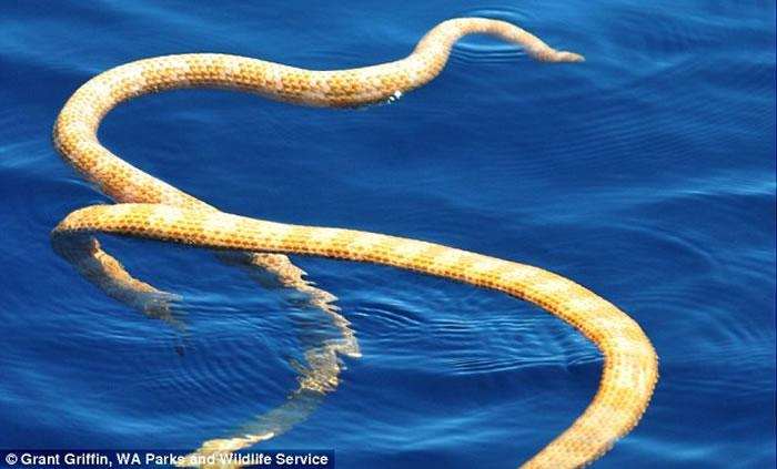 �Ĵ���������³ɺ����������������Ķ̱Ǻ��ߺ�Ҷ�ۺ������ڽ���