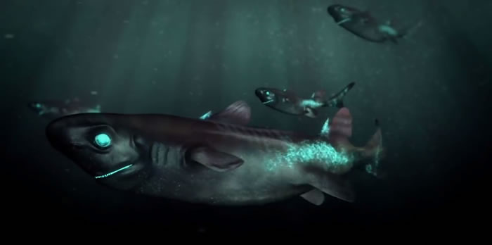 中美洲外海太平洋水域深海中发现新物种“忍者灯笼鲨”