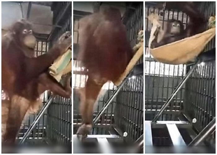 泰国动物园猩猩会自己做吊床