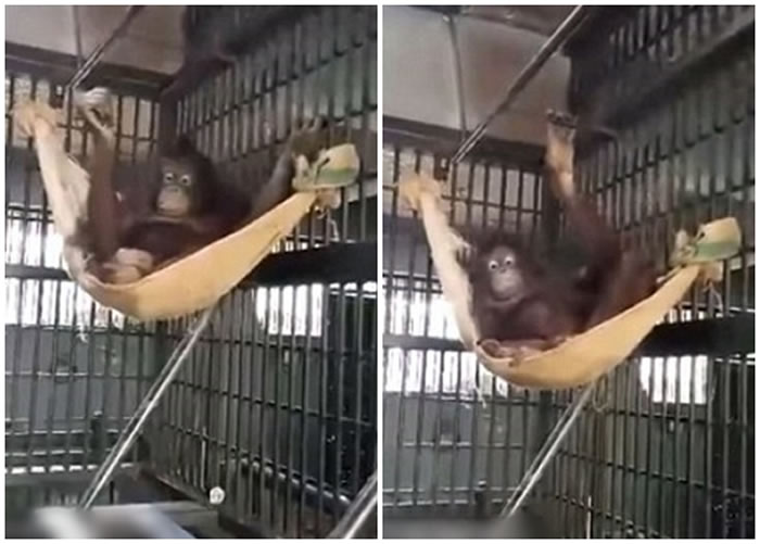 内莫对自己的吊床相当满意