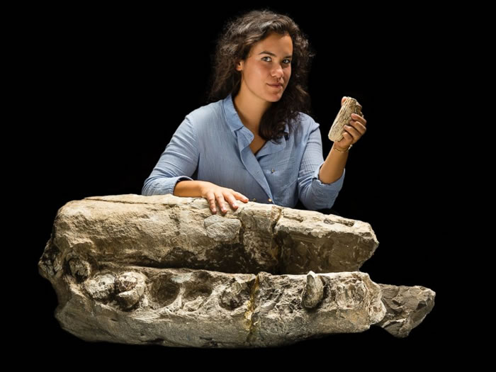 �о�ѧ��Alex Boersmaվ��Albicetus mxymycterus��ʯ�걾�Աߣ��ֳ�һ�����ݡ���Ϥ���˻�ʯ��׷�ݵ�1,400-1,600����ǰ��