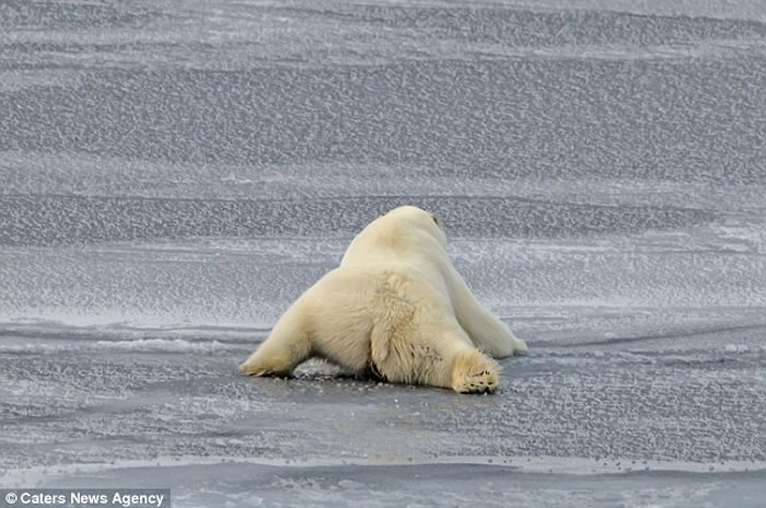加拿大北极群岛北极熊展现机智:平铺身体借腹部滑过薄冰