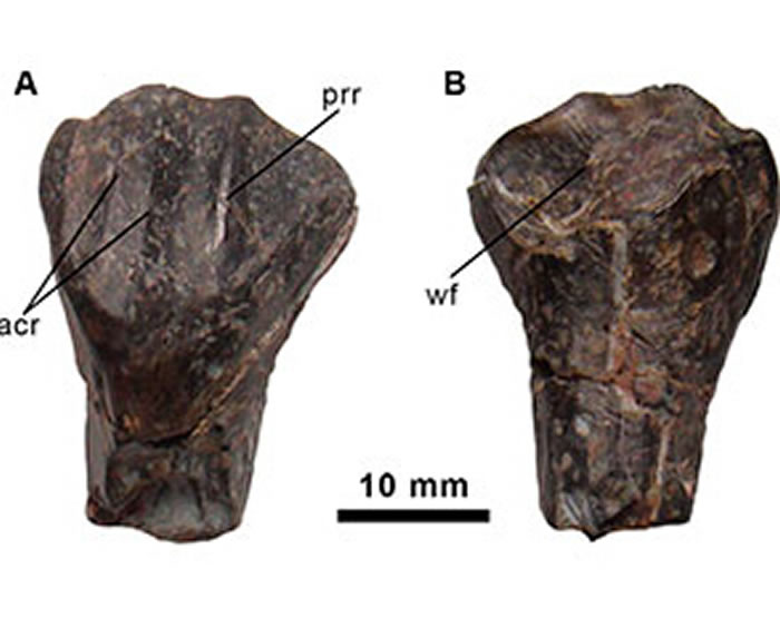 Morelladon beltrani正模标本齿骨化石