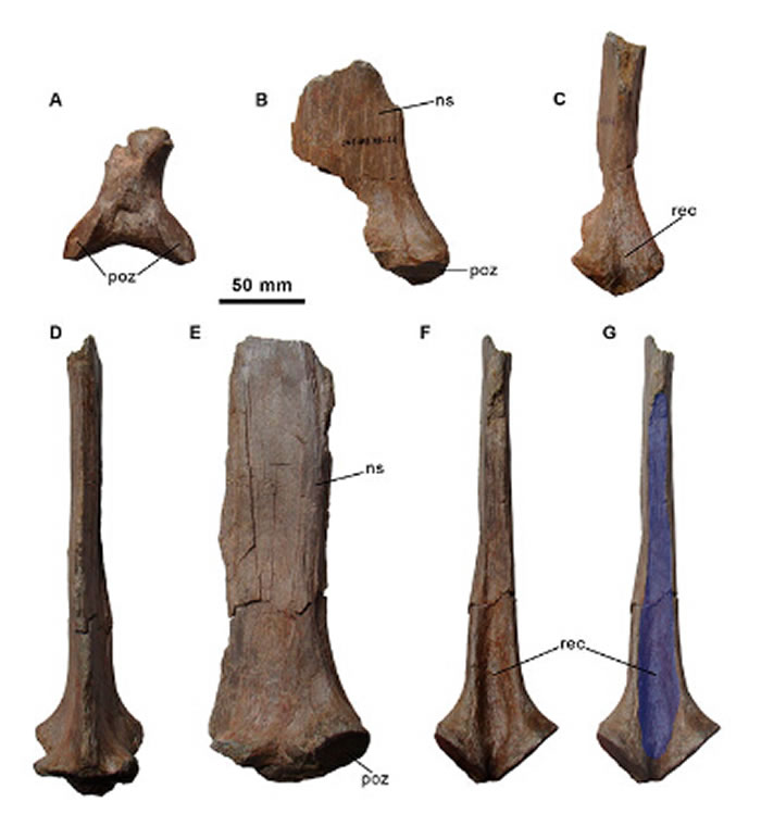 Morelladon beltrani正模标本的部分背脊椎弓和椎骨棘突