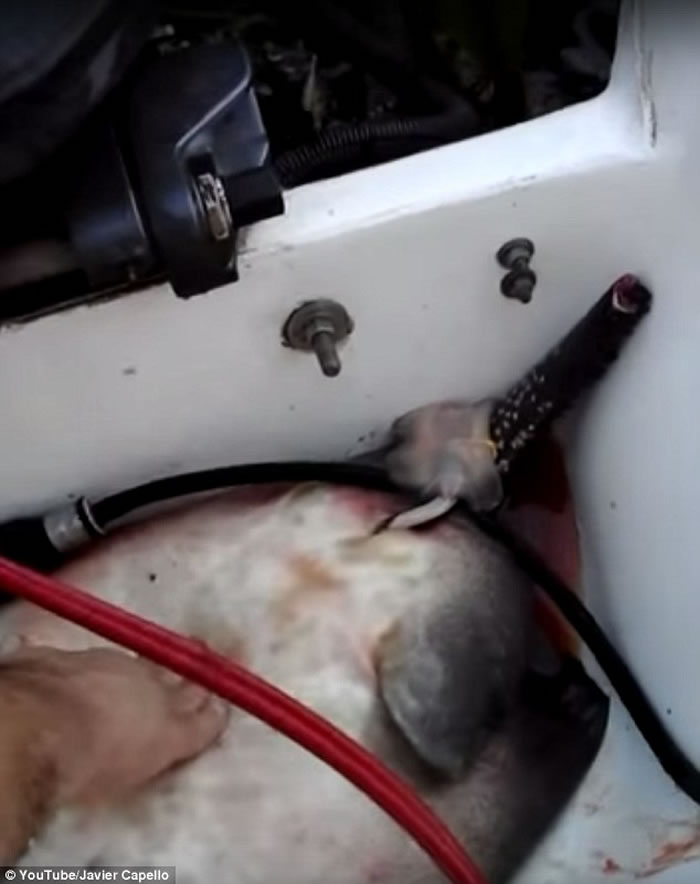 被捕获的雌性黄貂鱼在渔船上出现临盆症状惊呆垂钓者