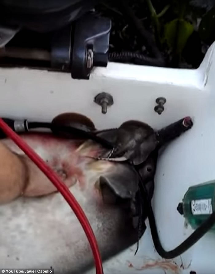 被捕获的雌性黄貂鱼在渔船上出现临盆症状惊呆垂钓者