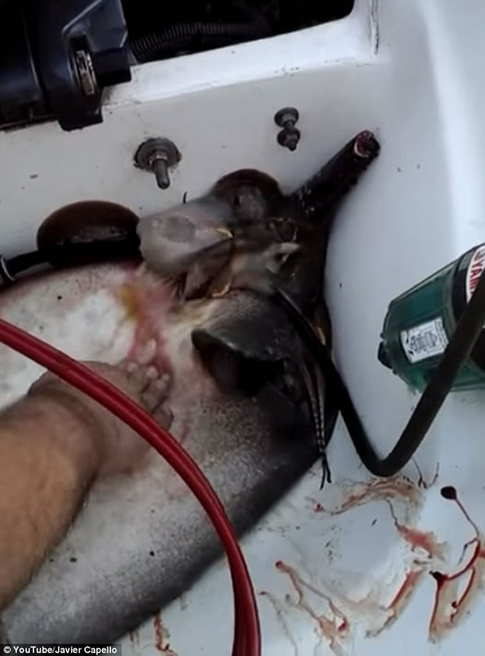 被捕获的雌性黄貂鱼在渔船上出现临盆症状惊呆垂钓者