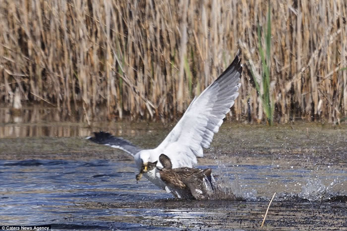 英国剑桥郡私人保护区内母野鸭与海鸥低空混战夺回小野鸭