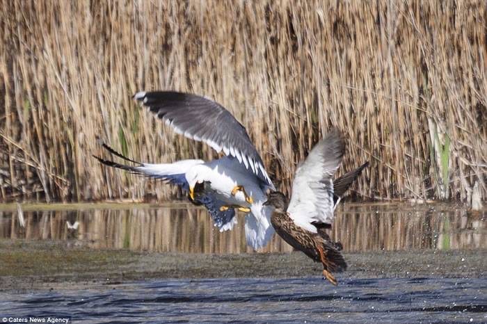 英国剑桥郡私人保护区内母野鸭与海鸥低空混战夺回小野鸭
