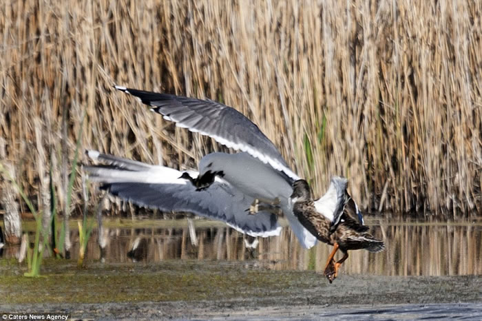 英国剑桥郡私人保护区内母野鸭与海鸥低空混战夺回小野鸭