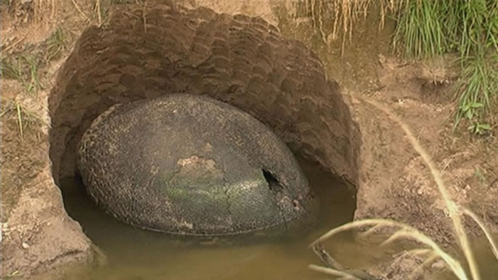 化石发现者何塞表示,当时他正沿着小溪走,无意间看见溪边有个像汽车轮胎一样的东西