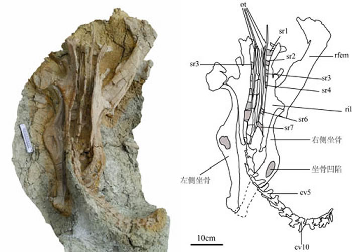 图2:诸城坐角龙正型标本背视图 (贺一鸣供图)