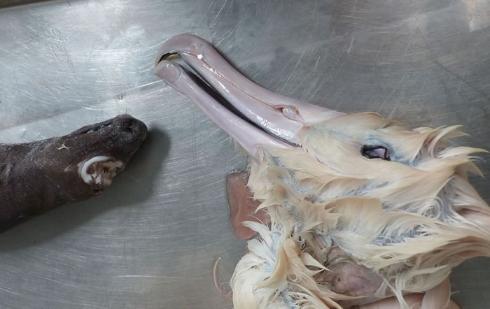 新西兰海岸发现一只吞食鲨鱼后死去的信天翁