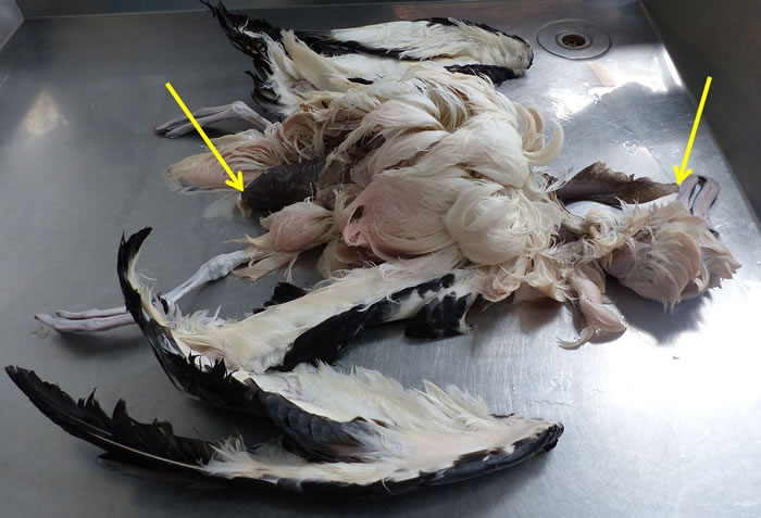 新西兰海岸发现一只吞食鲨鱼后死去的信天翁