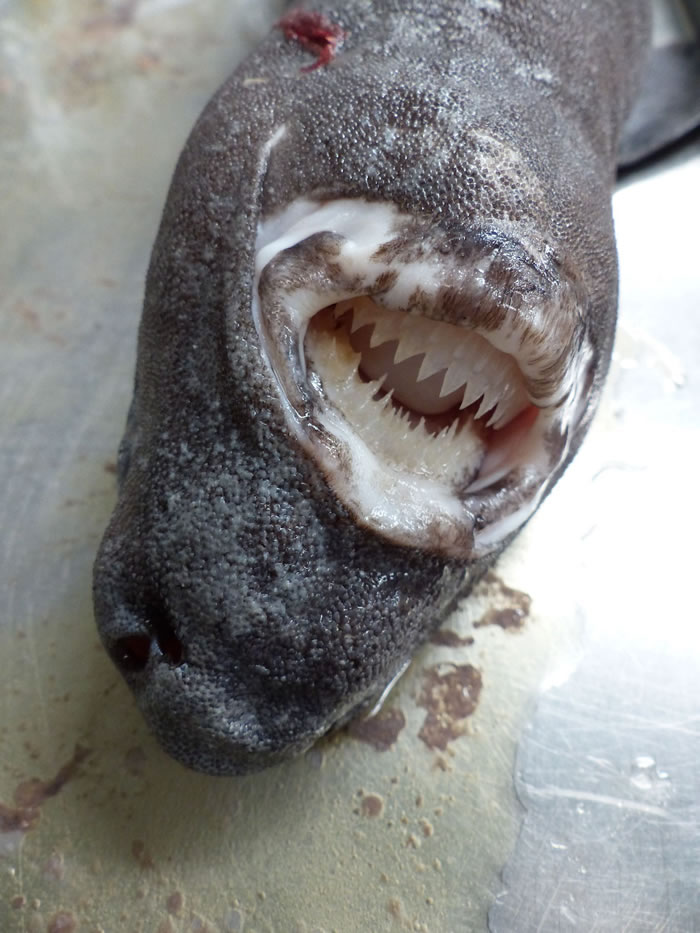 新西兰海岸发现一只吞食鲨鱼后死去的信天翁