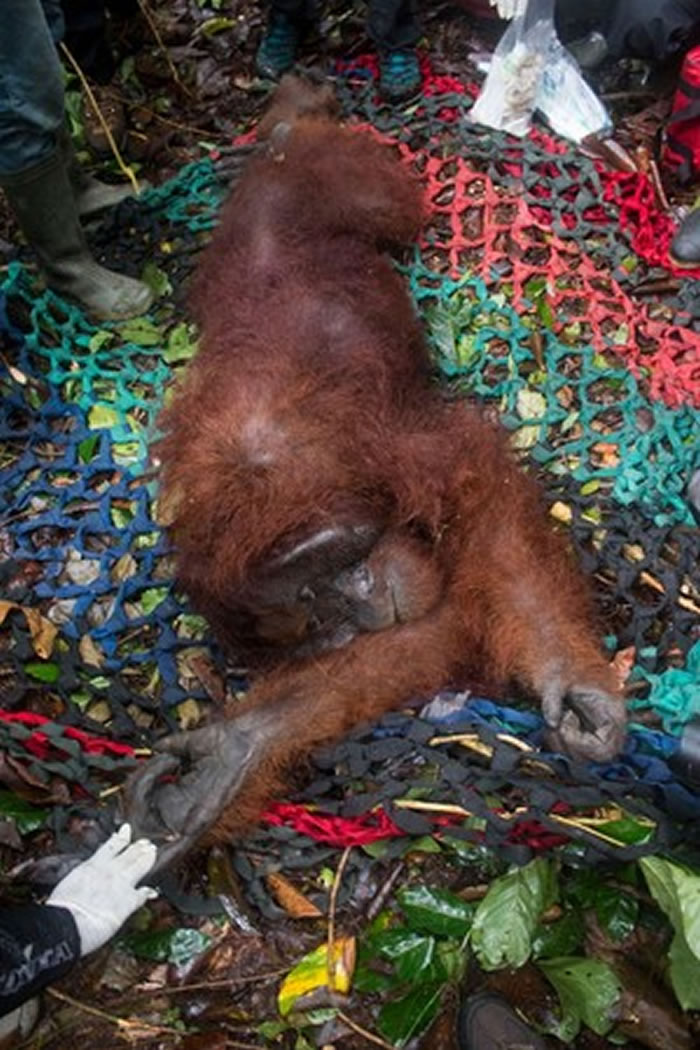 ӡëɱȳɭִýѾԱֱл