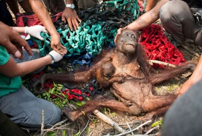 另外被救援到的母红毛猩猩，整个骨瘦如柴。