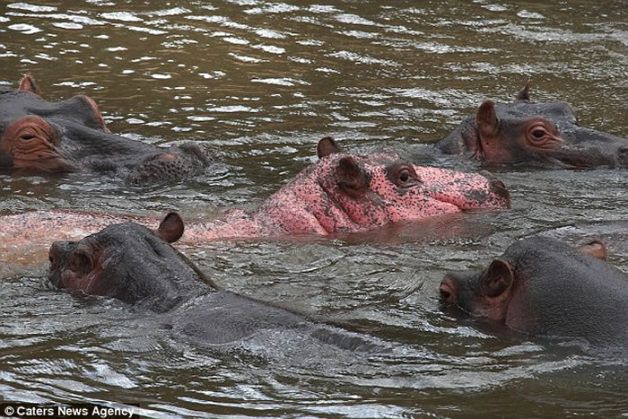 ���������ηÿ����������������ҹ�԰Ŀ�ô����еķۺ�ɫ����