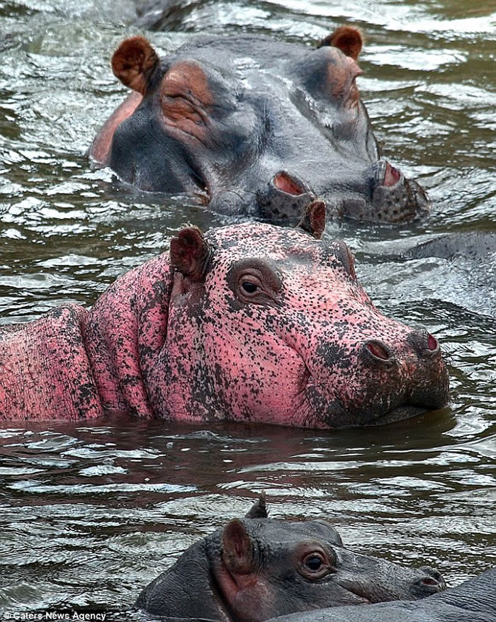 ���������ηÿ����������������ҹ�԰Ŀ�ô����еķۺ�ɫ����